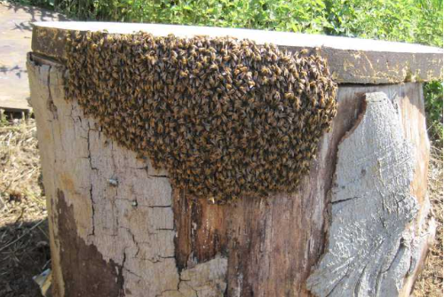 Bee swarm