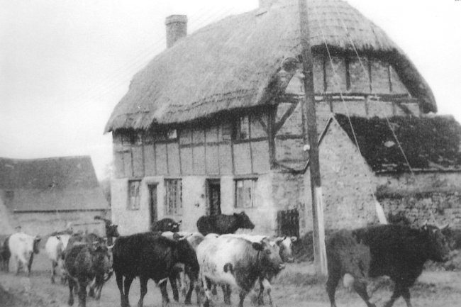 Manor Farm Cattle
